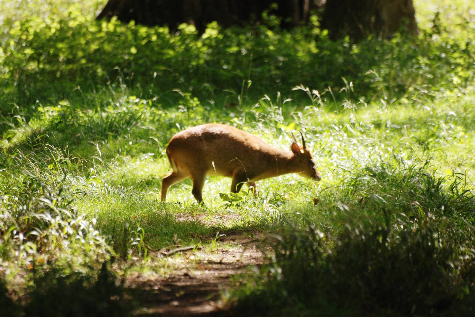 Reeves' Muntjac at Woburn, 01/09/13