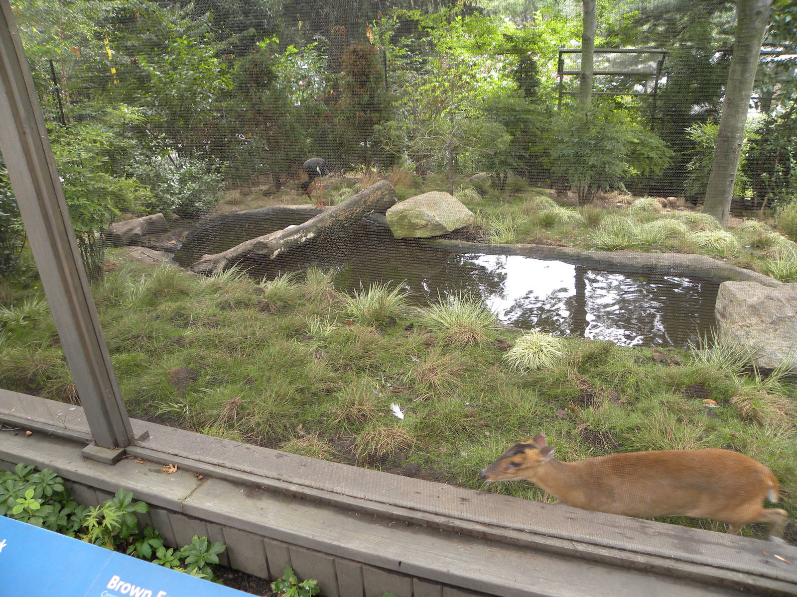Reeve's Muntjac, Black Stork, Brown Eared-Pheasant Exhibit