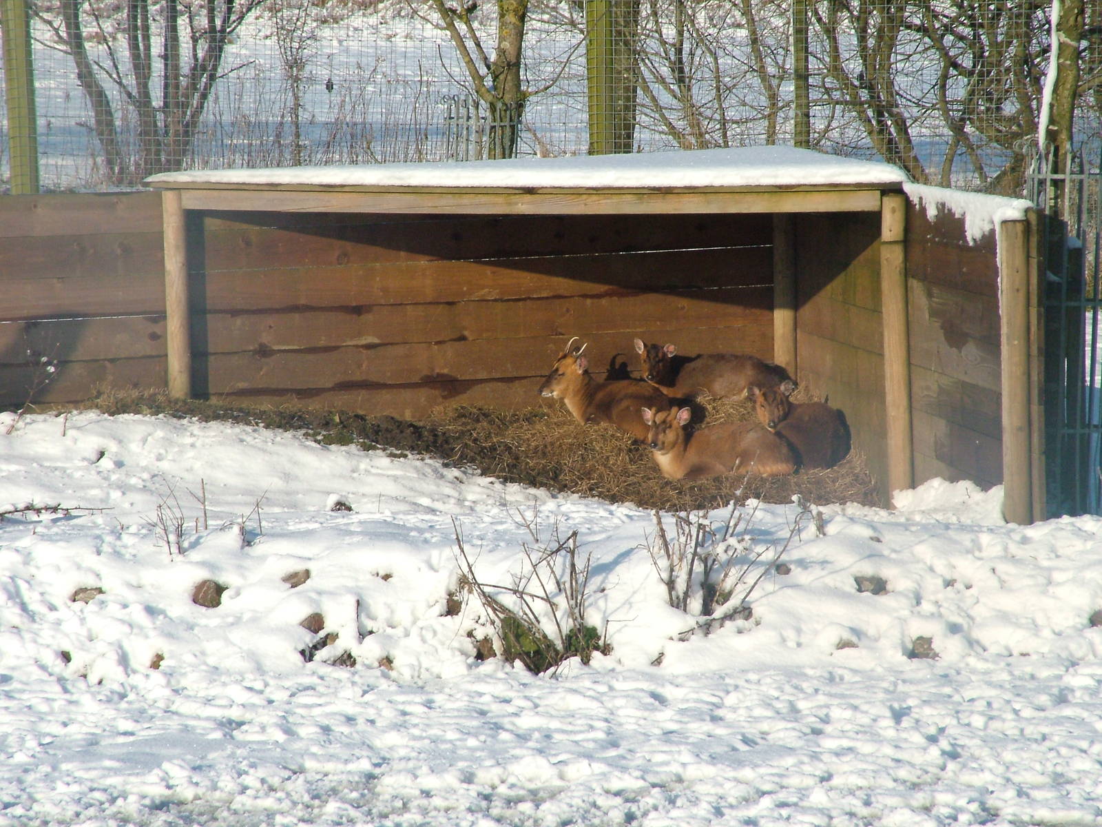 Reeves' Muntjac, Blackbrook in the Snow, 03/01/10
