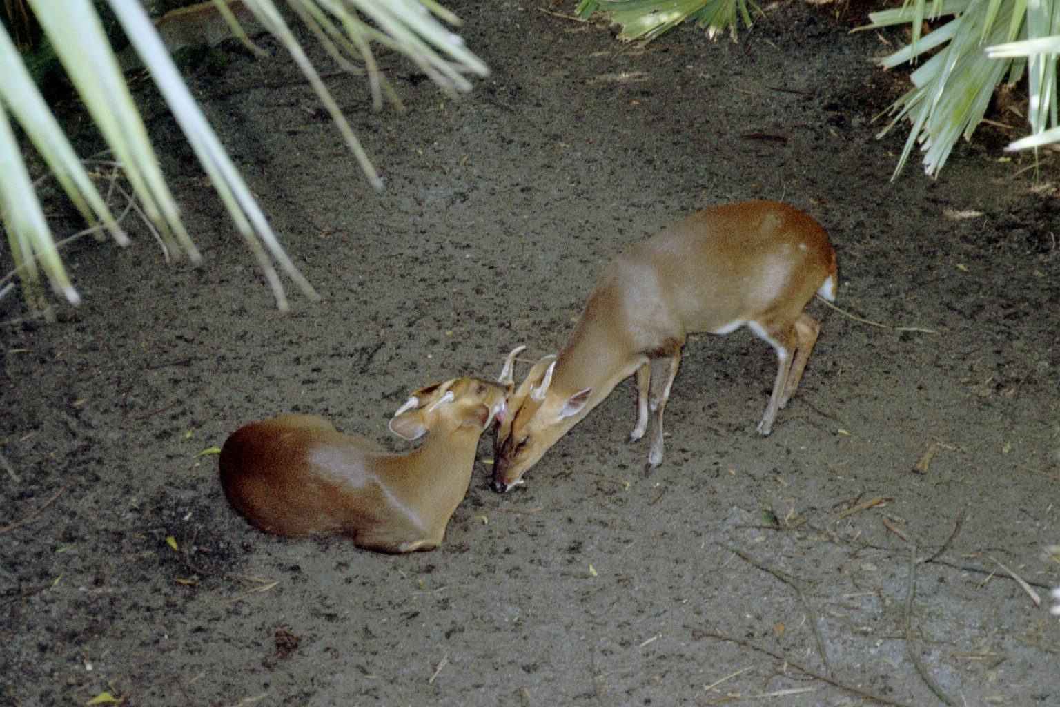 Reeve's Muntjac @ Brevard Zoo