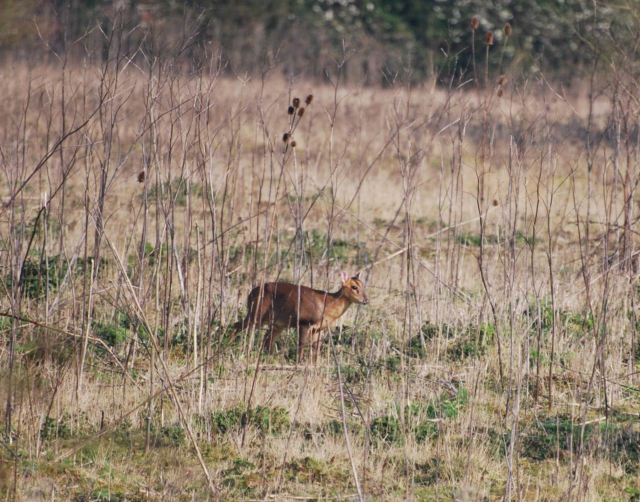 Reeve's muntjac deer