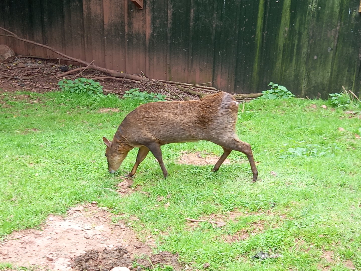 Reeve's Muntjac Deer
