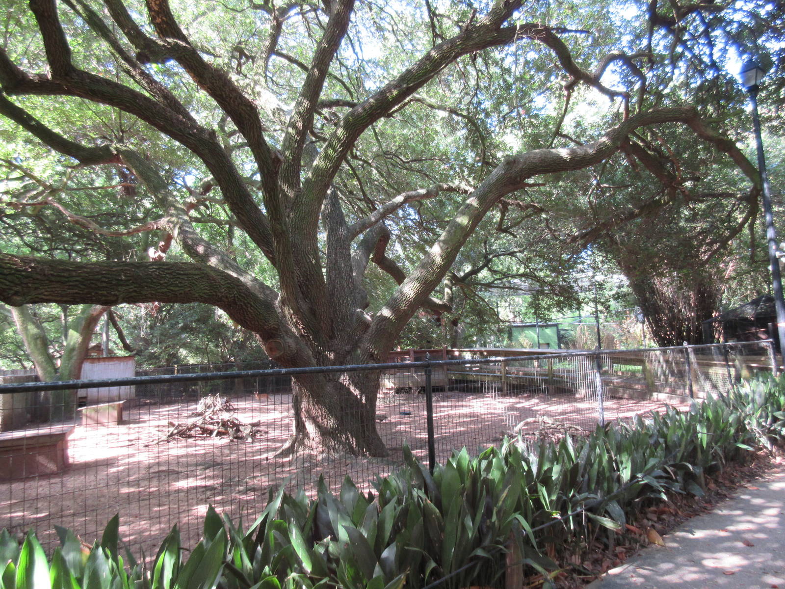 Reeve's Muntjac/Demoiselle Crane Exhibit