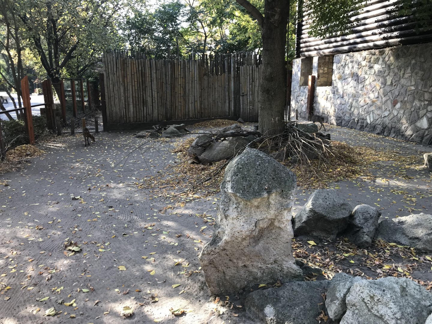 Reeves' muntjac enclosure 171018