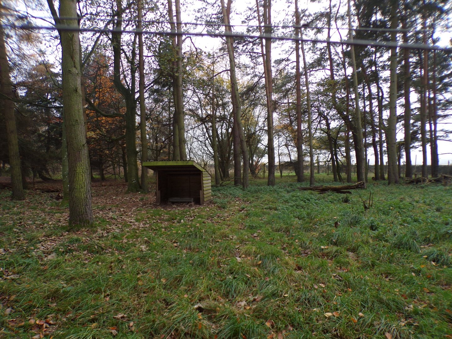 Reeve’s muntjac enclosure (2)