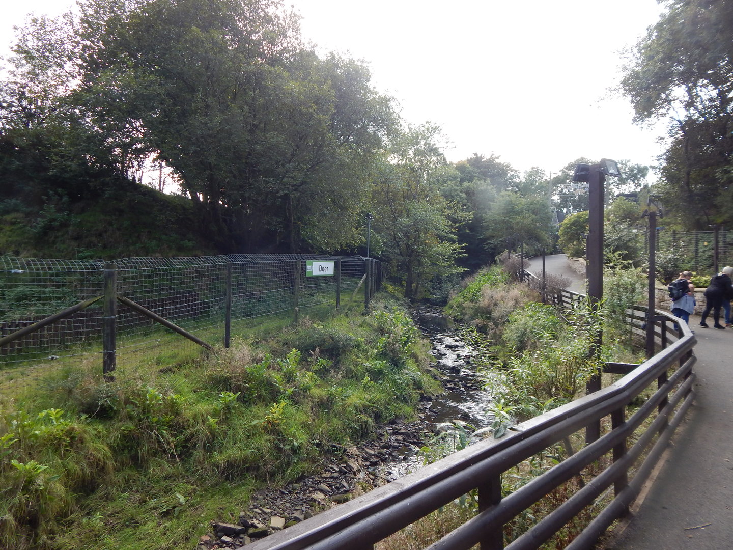 Reeves' muntjac enclosure 200922