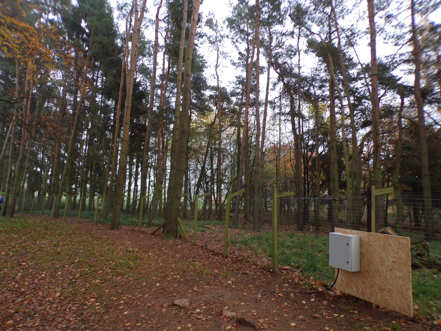 Reeve’s muntjac enclosure (3)