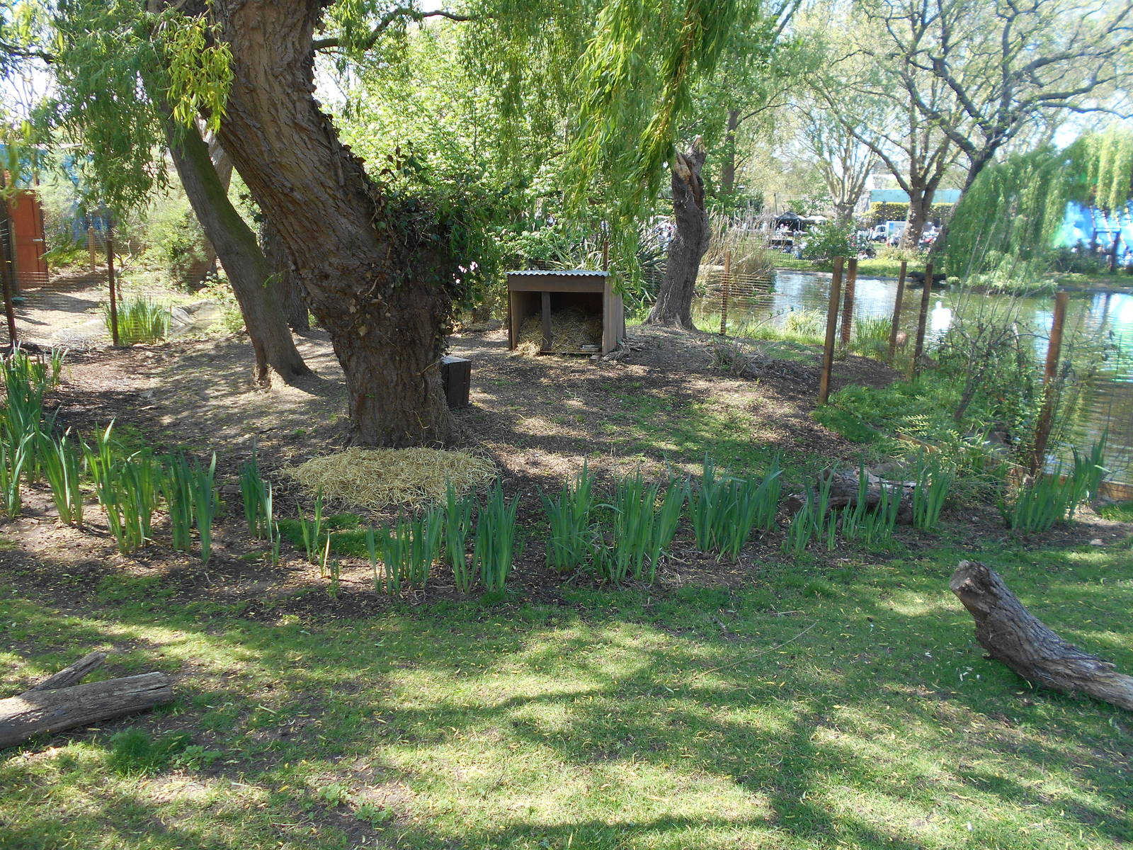 Reeve's Muntjac enclosure - 8th May 2016