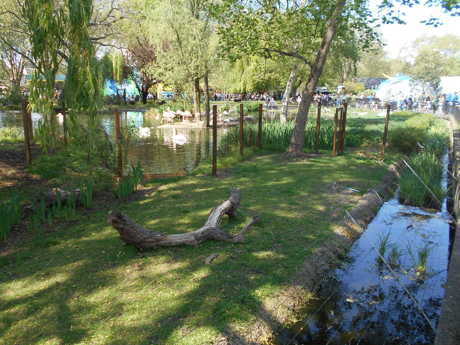 Reeve's Muntjac enclosure - 8th May 2016