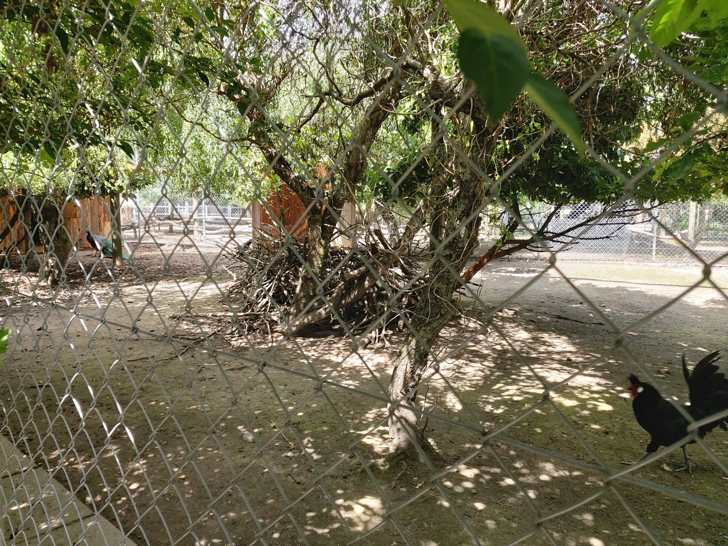 Reeve's muntjac enclosure (Muntiacus reevesi) - Bioparc Genève