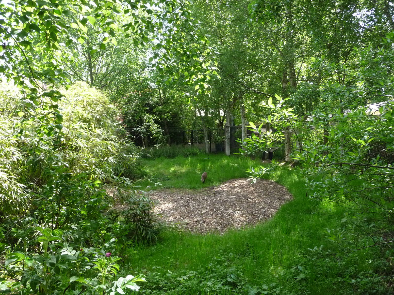 Reeves Muntjac Enclosure