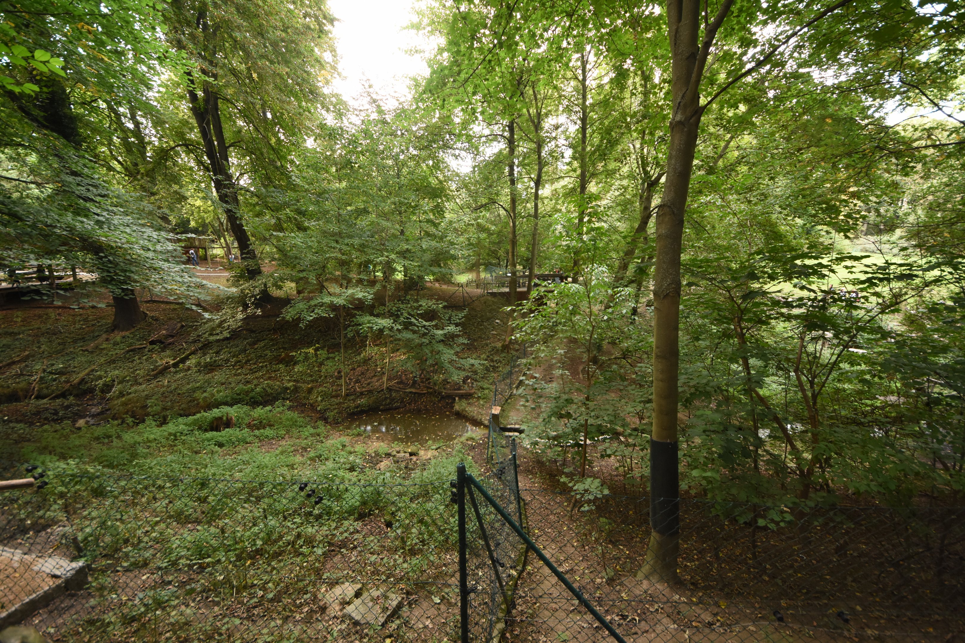 Reeves' muntjac enclosure