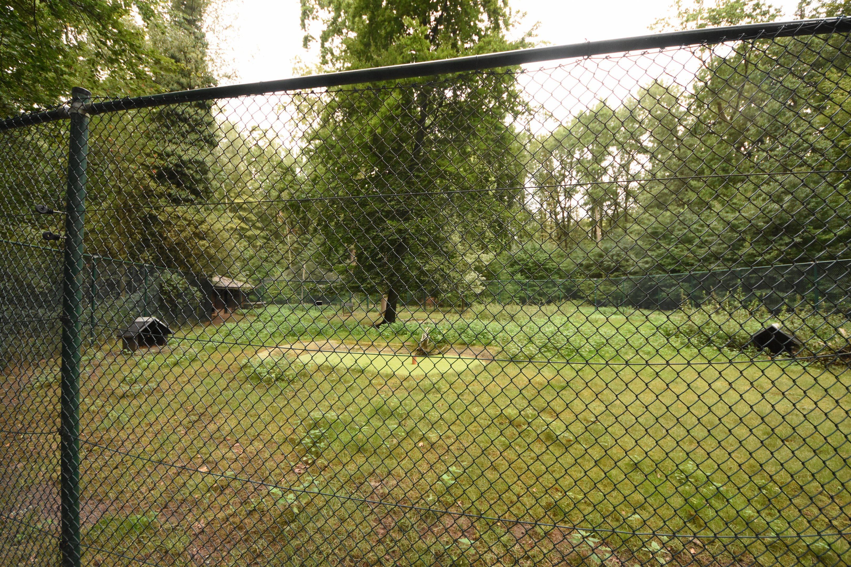 Reeves muntjac enclosure