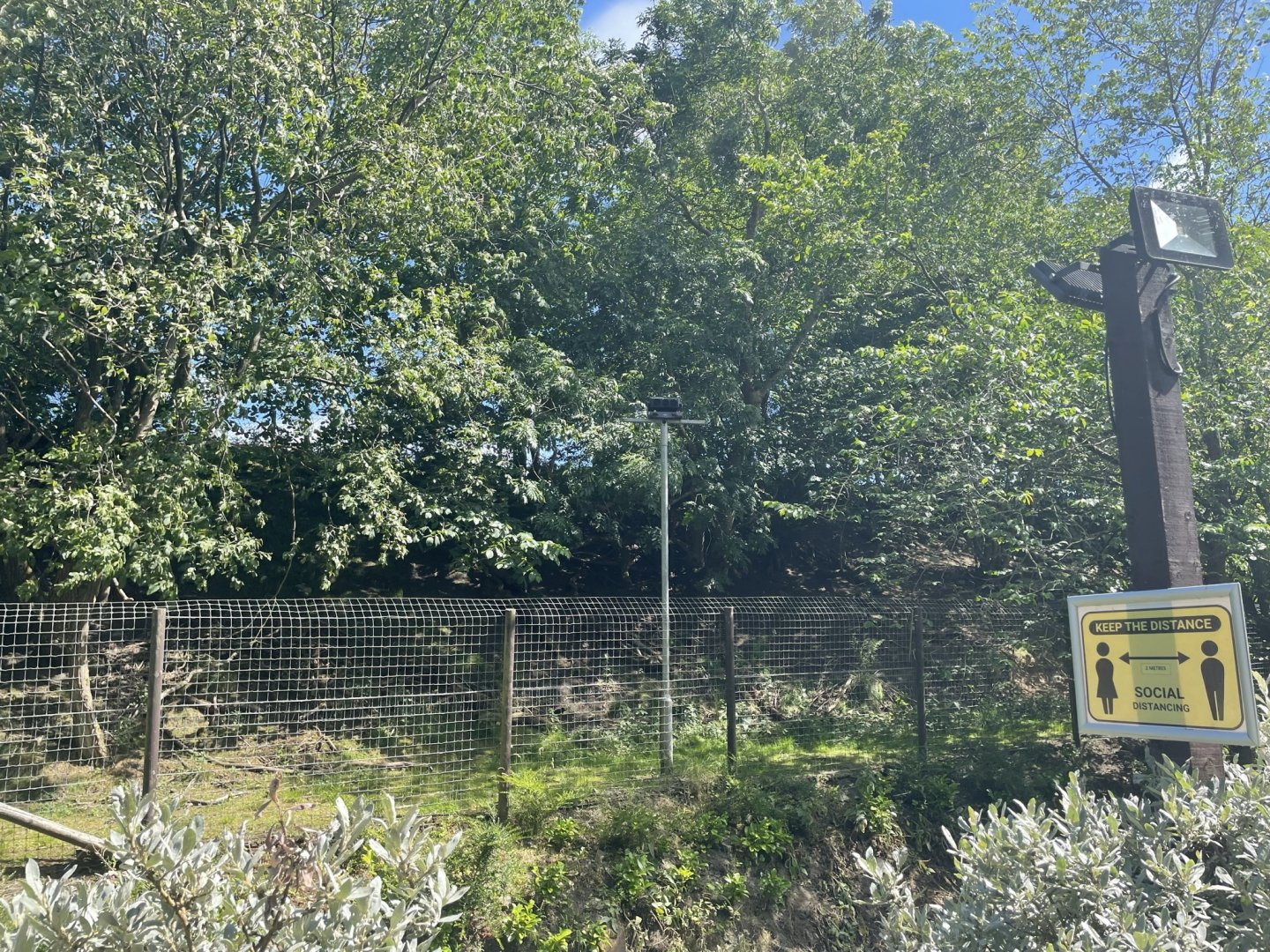 Reeve’s muntjac enclosure