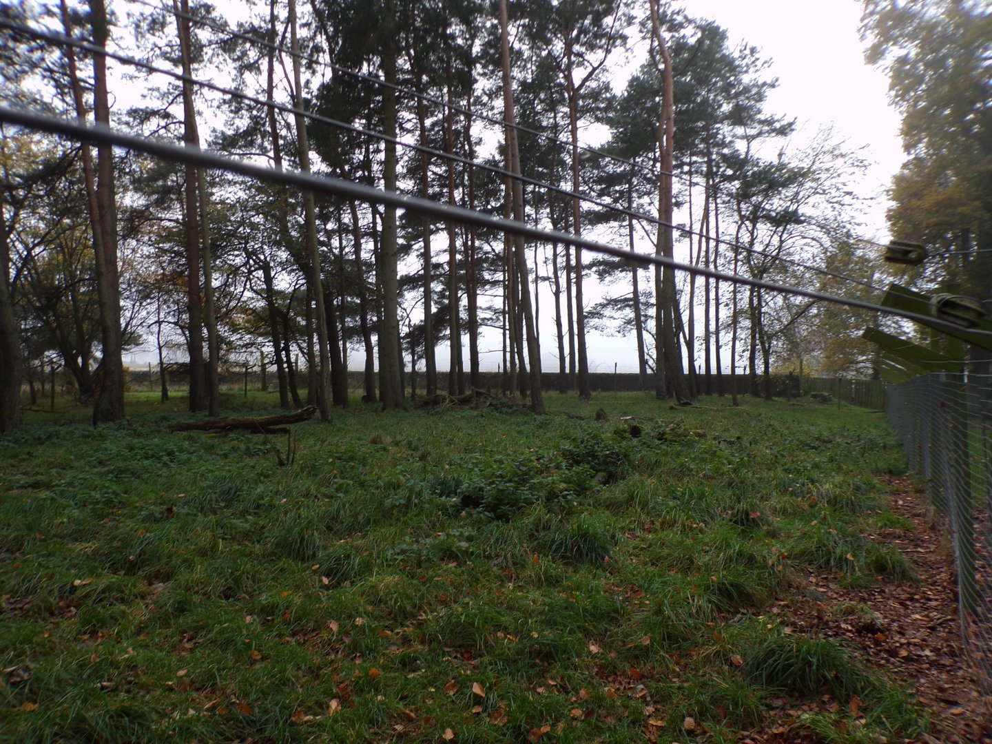 Reeve’s muntjac enclosure