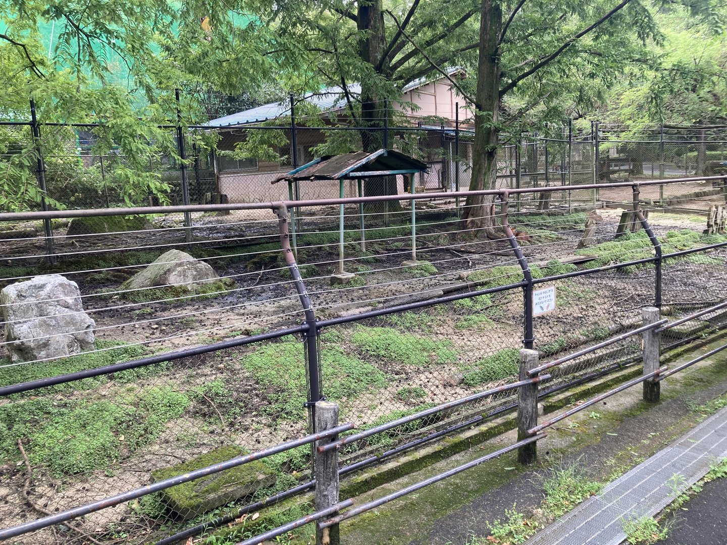 Reeves’ muntjac enclosure