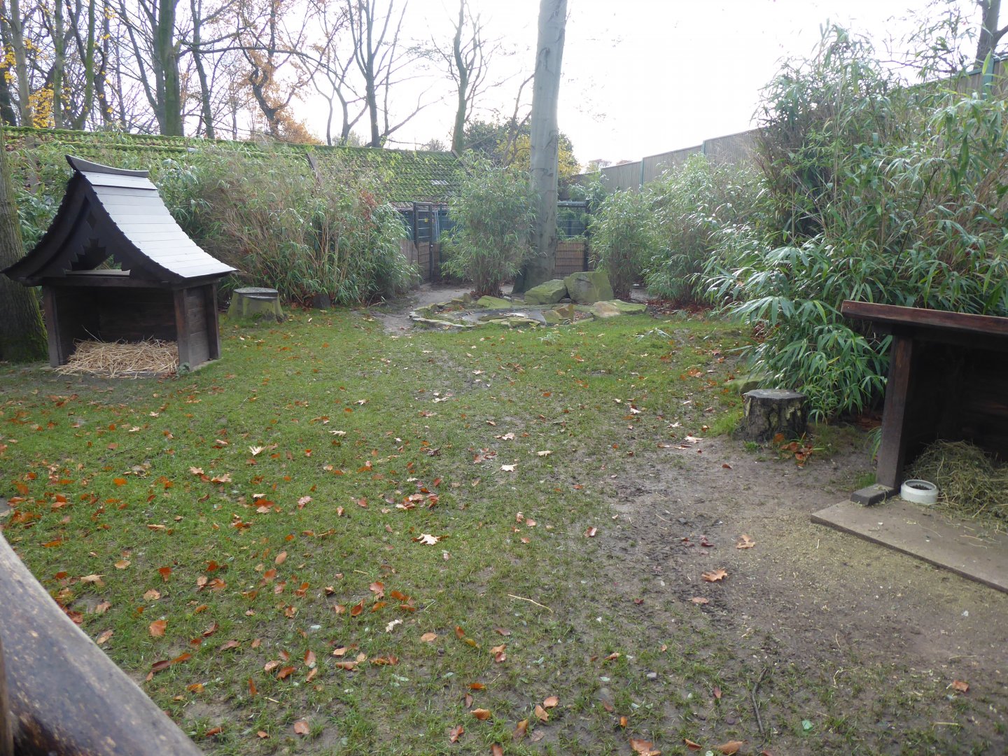 Reeves' muntjac exhibit 011219