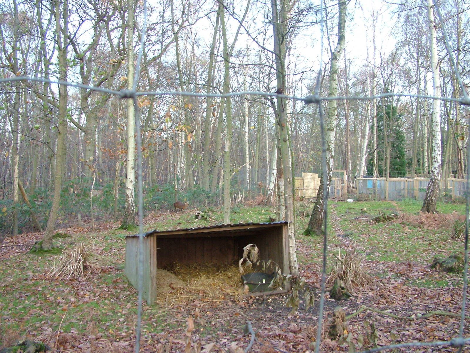 Reeves' Muntjac exhibit at Wildwood 28/11/09
