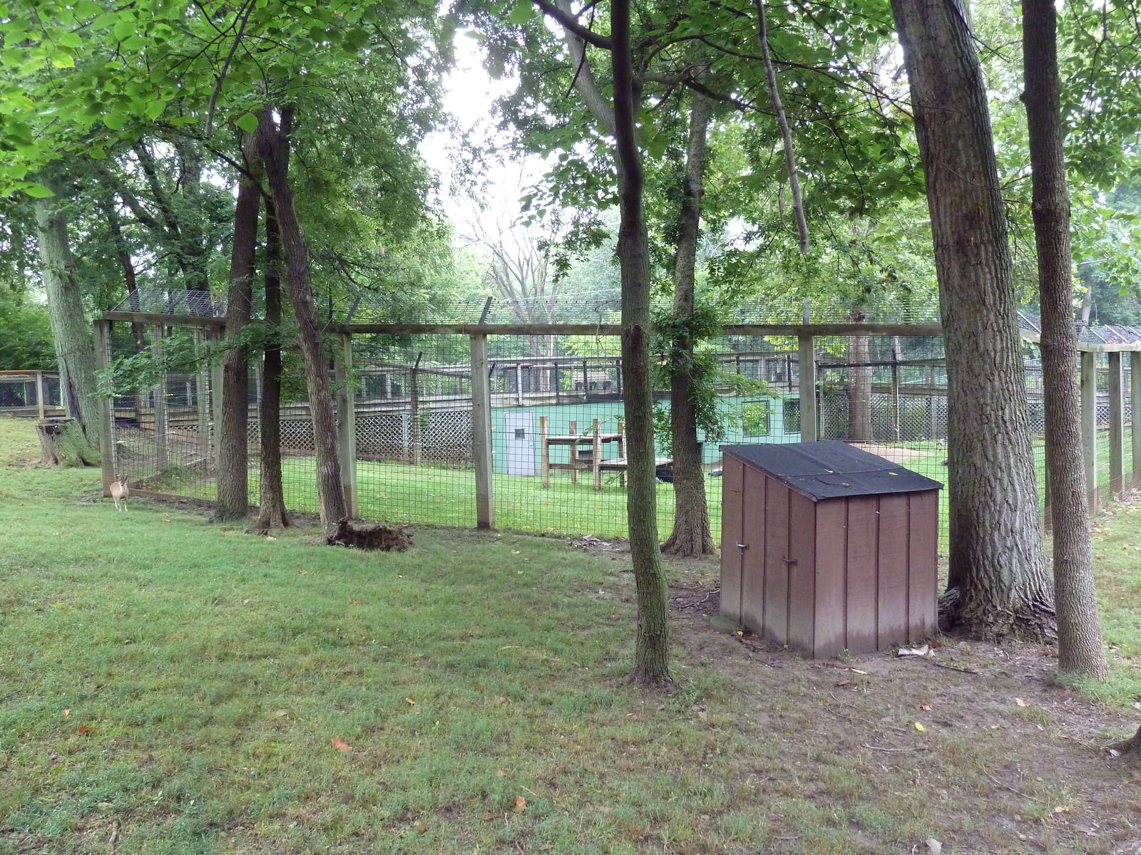 Reeve's Muntjac Exhibit (foreground) + Asiatic Black Bear Exhibit (backgrou
