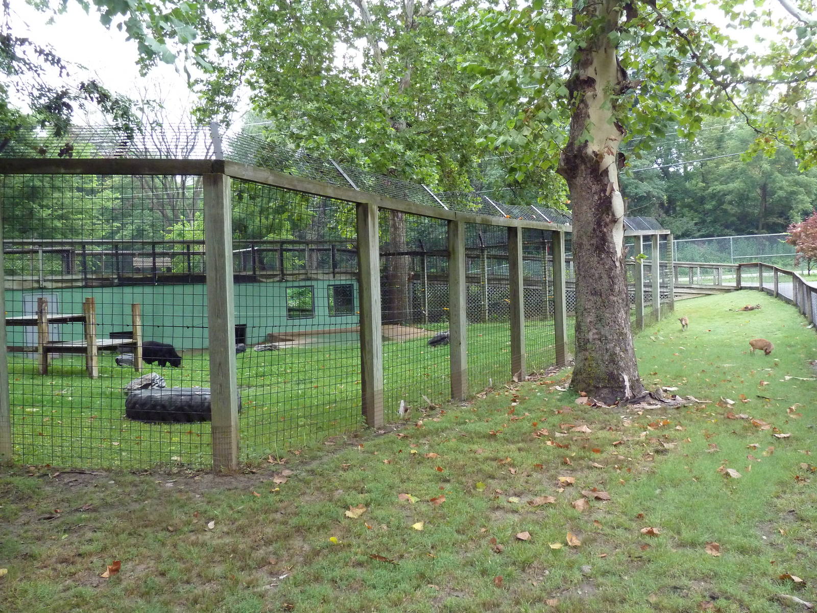 Reeve's Muntjac Exhibit (foreground) + Asiatic Black Bear Exhibit (backgrou