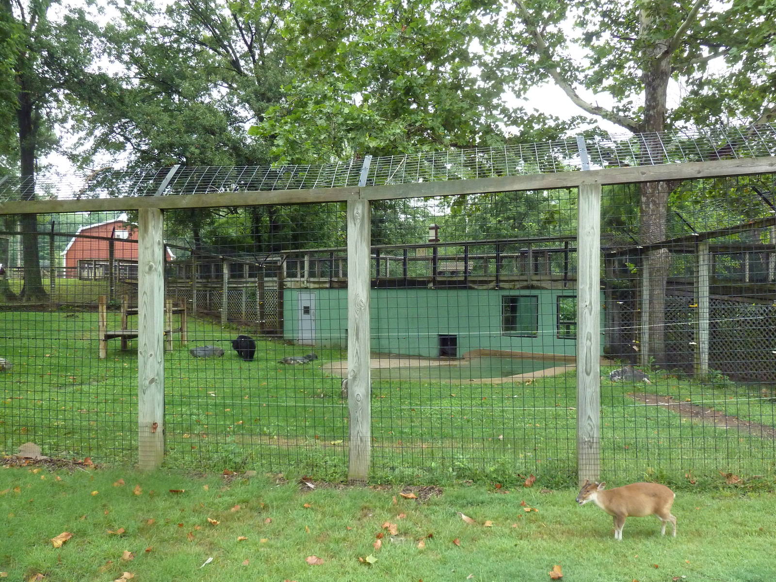 Reeve's Muntjac Exhibit (foreground) + Asiatic Black Bear Exhibit (backgrou