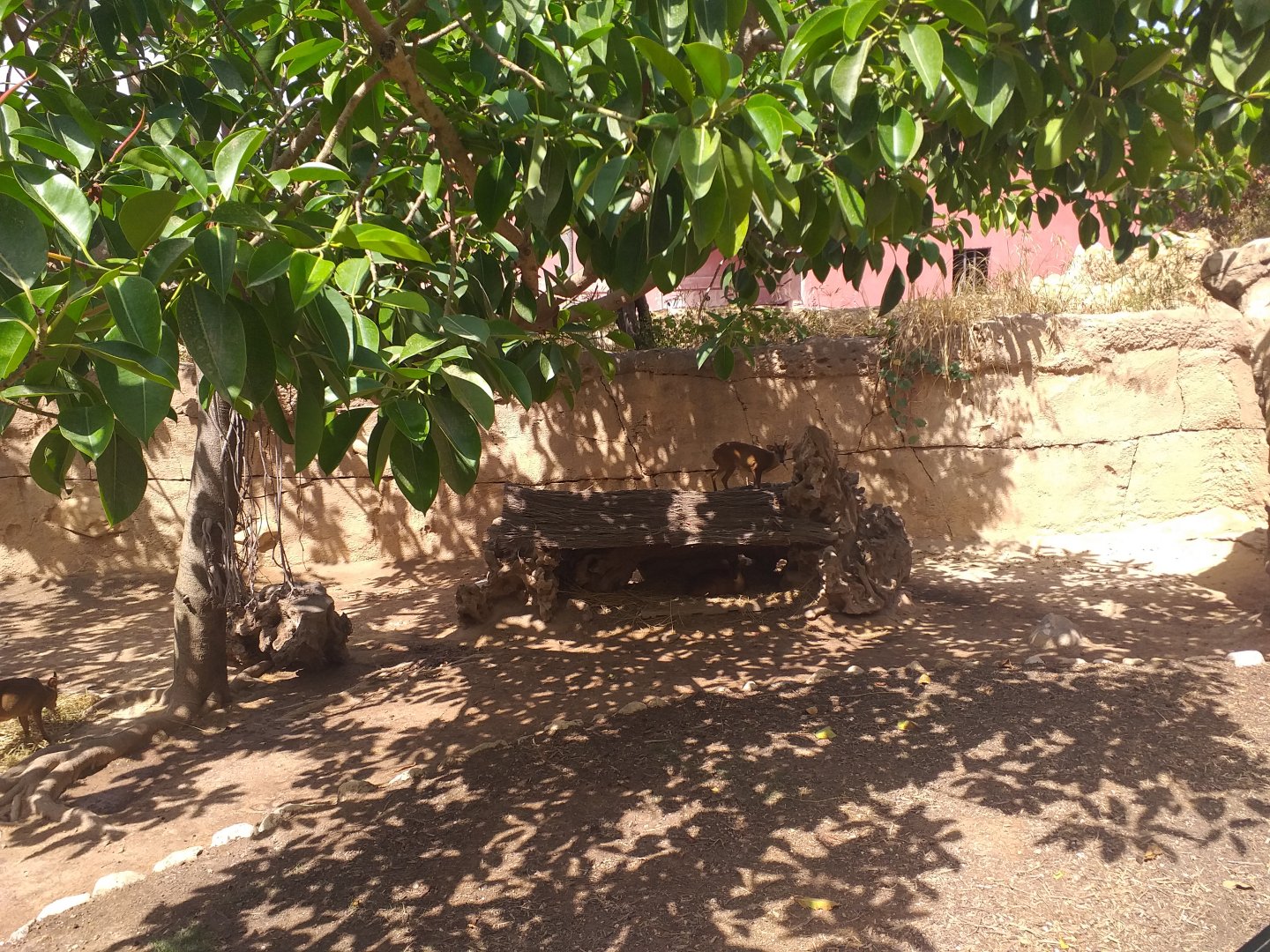 Reeve's muntjac exhibit -TerraNatura Benidorm (2021)