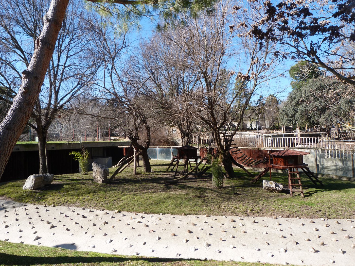 Reeves' muntjac exhibit -Zoo Aquarium de Madrid (2025)