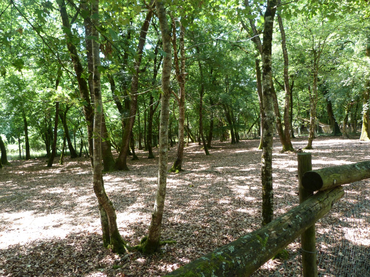 Reeves' muntjac exhibit -Zoodyssée (2025)