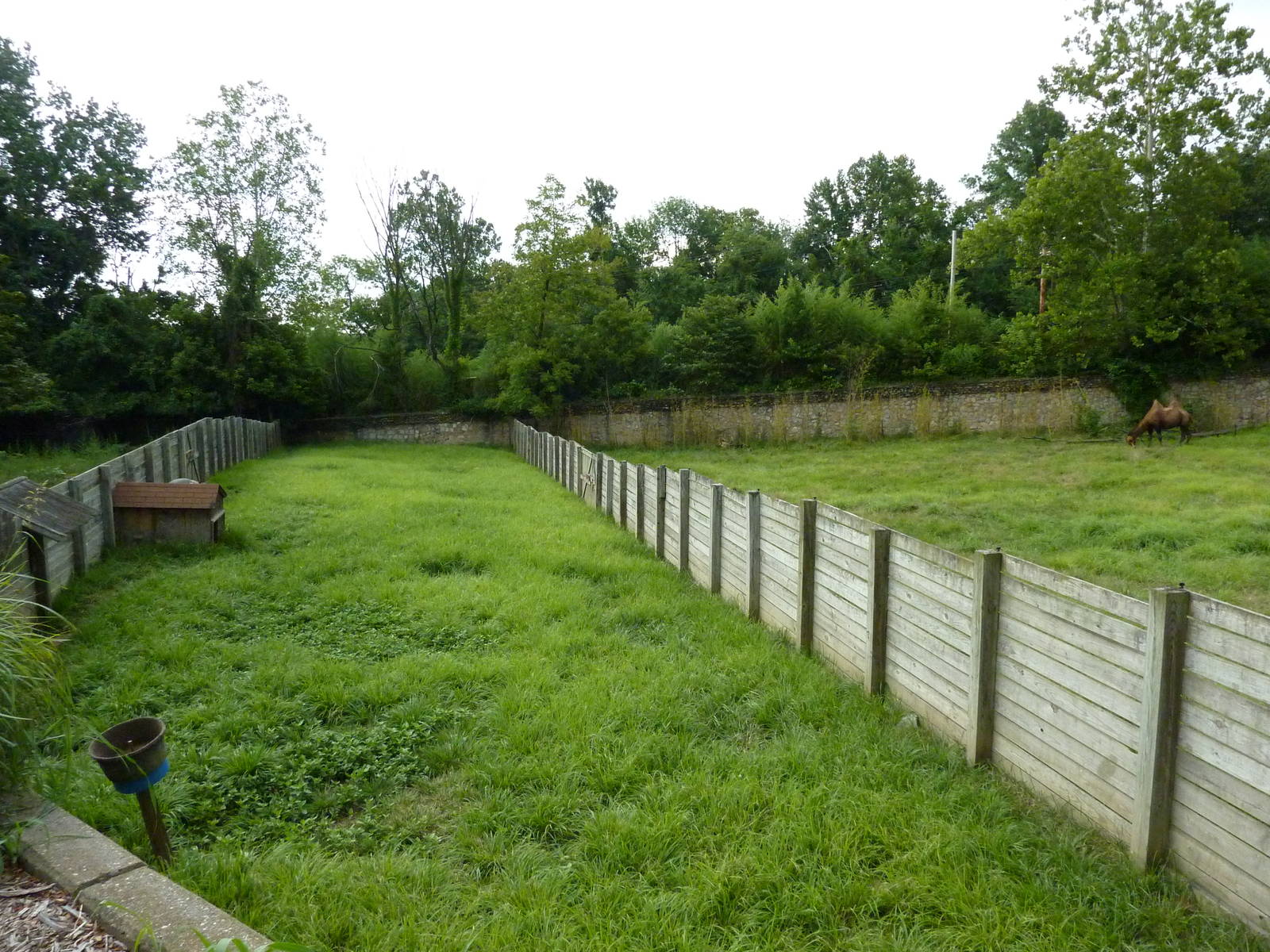 Reeves' Muntjac Exhibit
