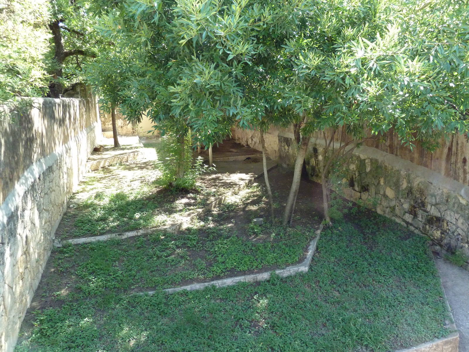 Reeves' Muntjac Exhibit