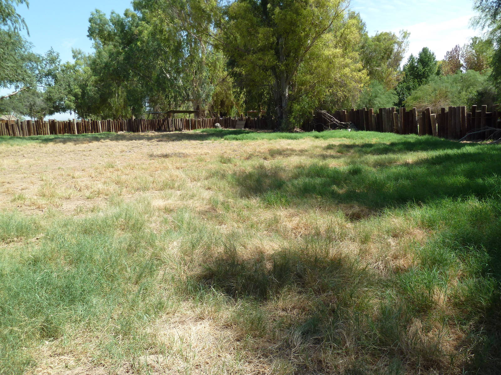 Reeve's Muntjac Exhibit