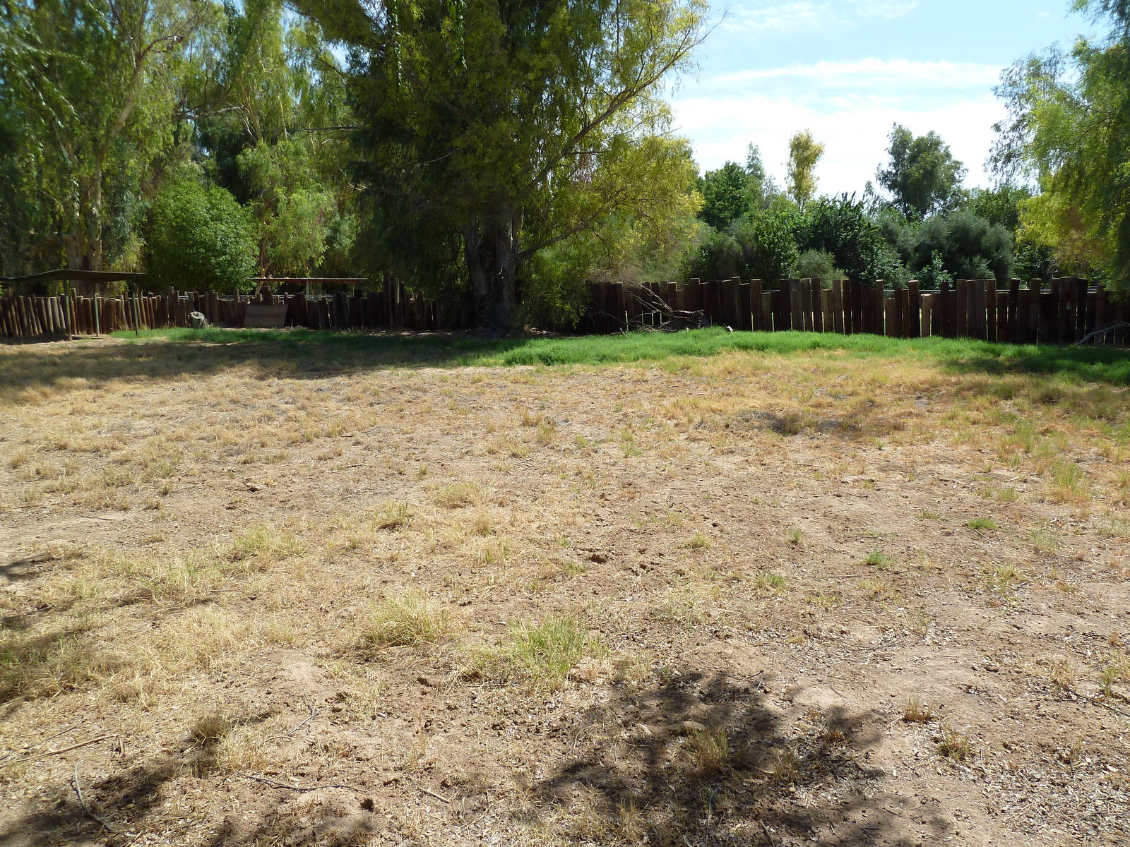 Reeve's Muntjac Exhibit