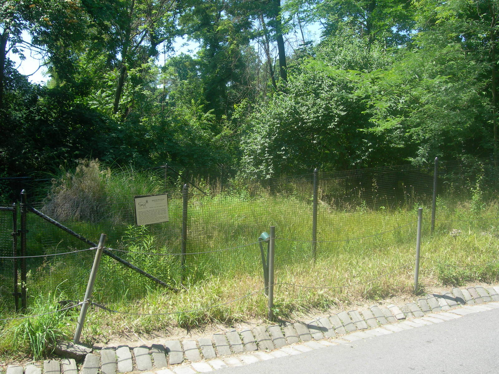 Reeves Muntjac Exhibit