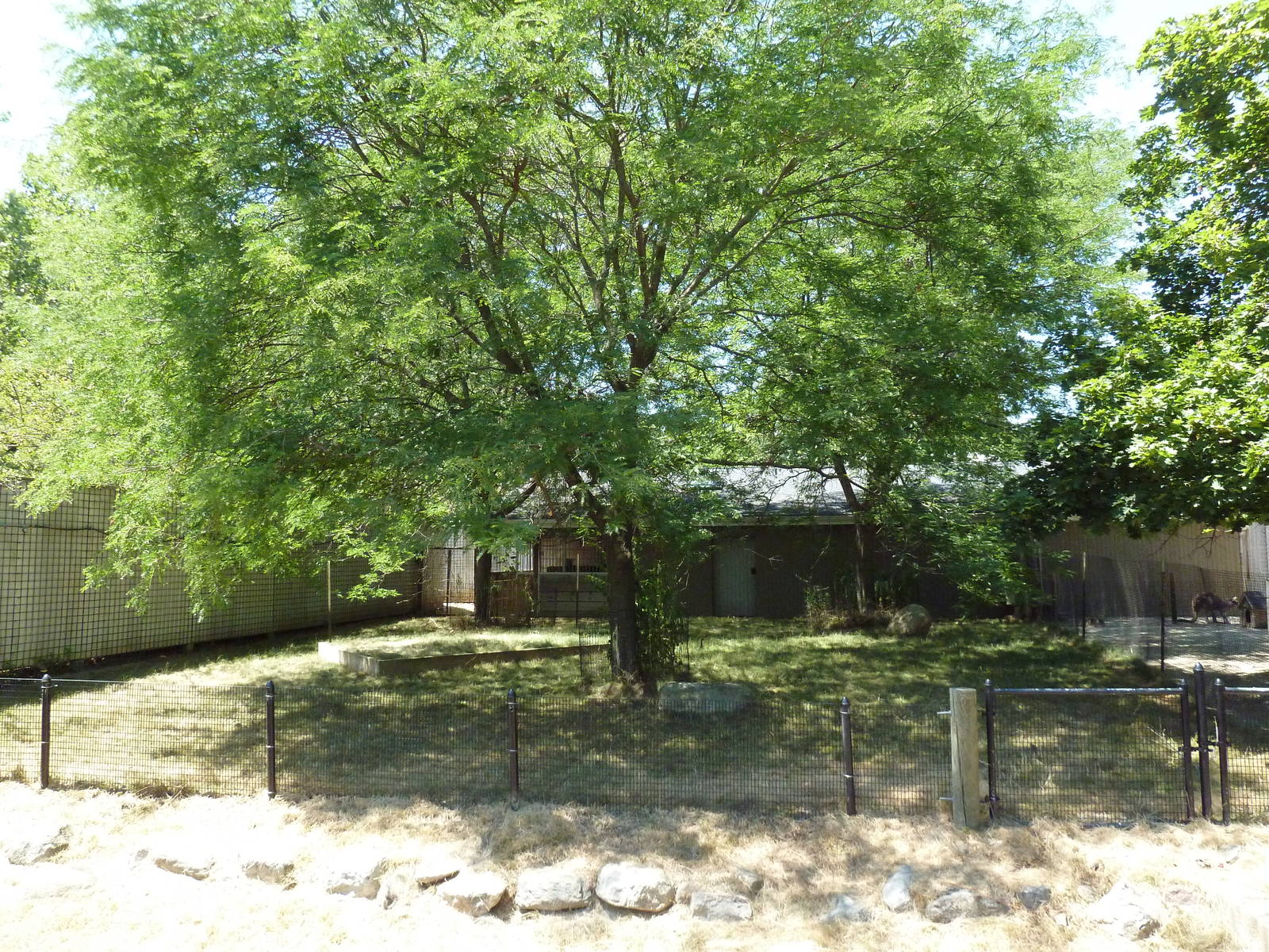 Reeves' Muntjac Exhibit