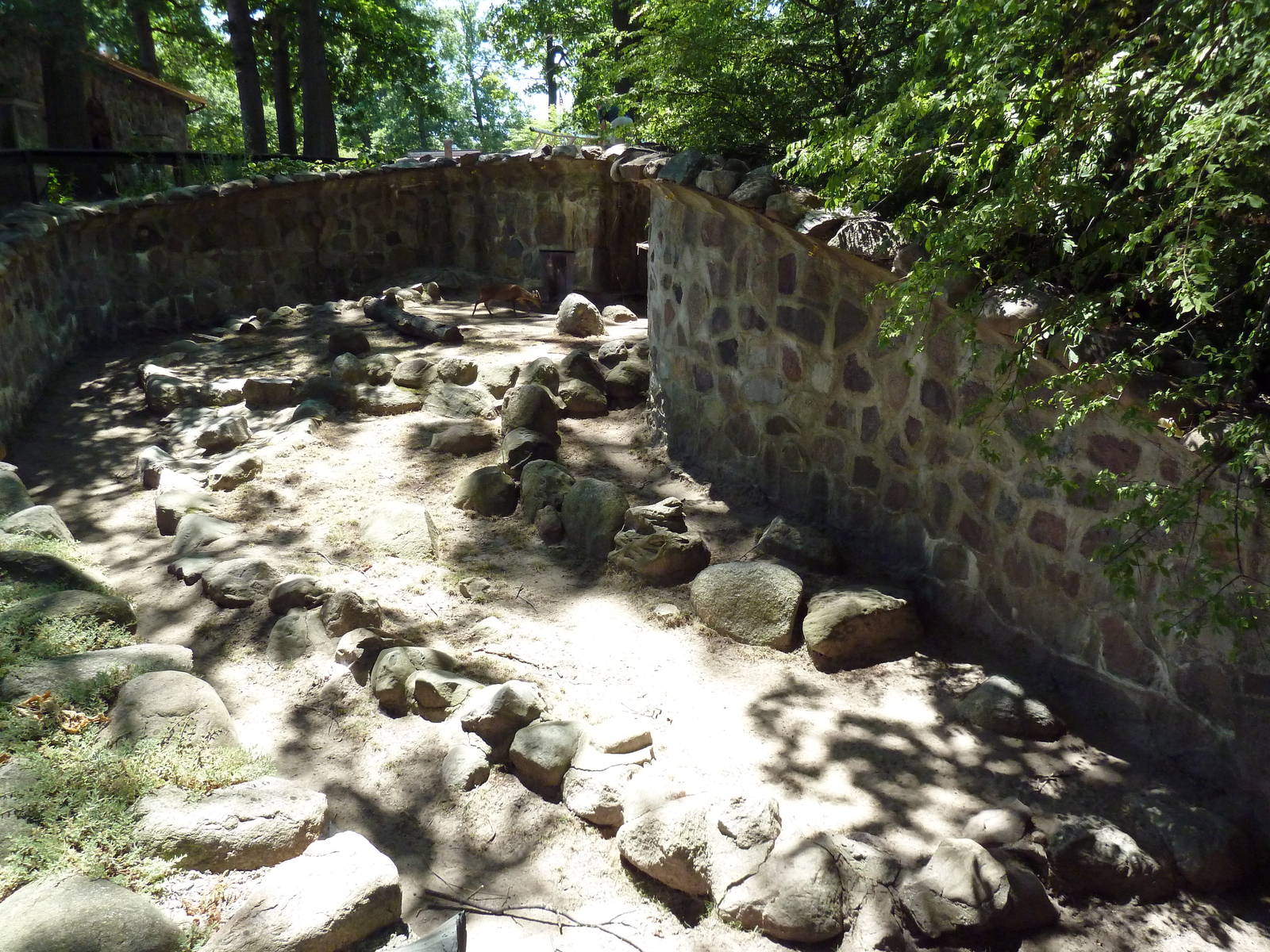 Reeves' Muntjac Exhibit