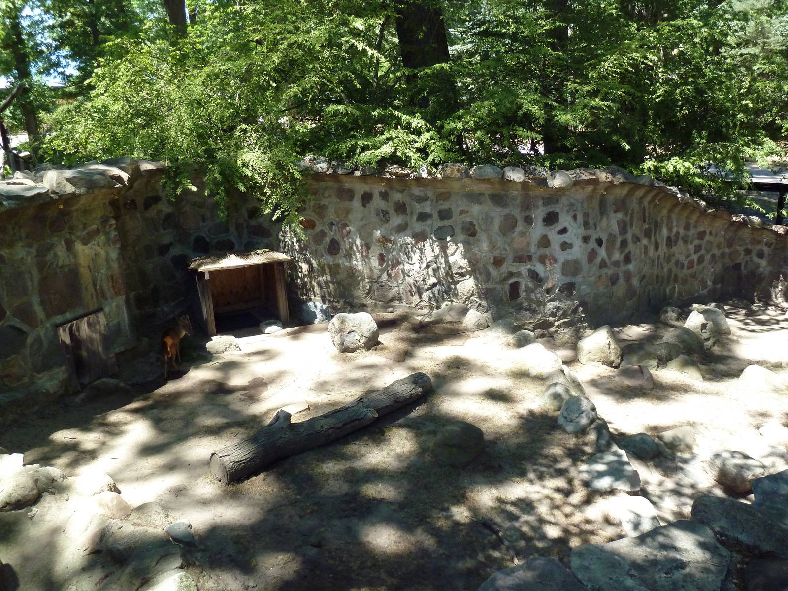 Reeves' Muntjac Exhibit