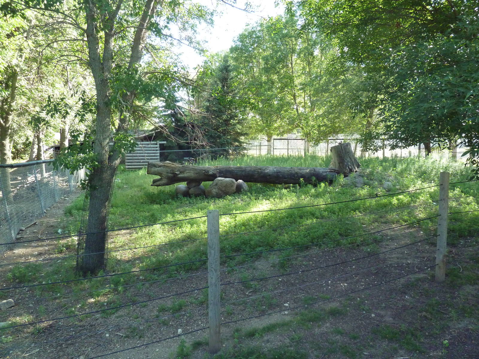 Reeve's Muntjac Exhibit