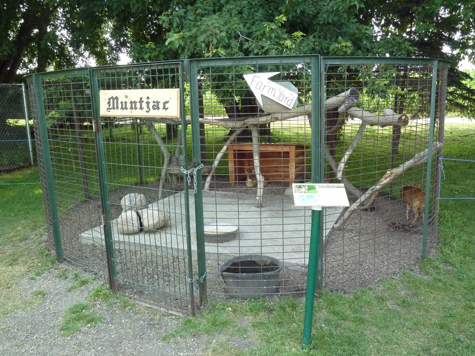 Reeve's Muntjac Exhibit