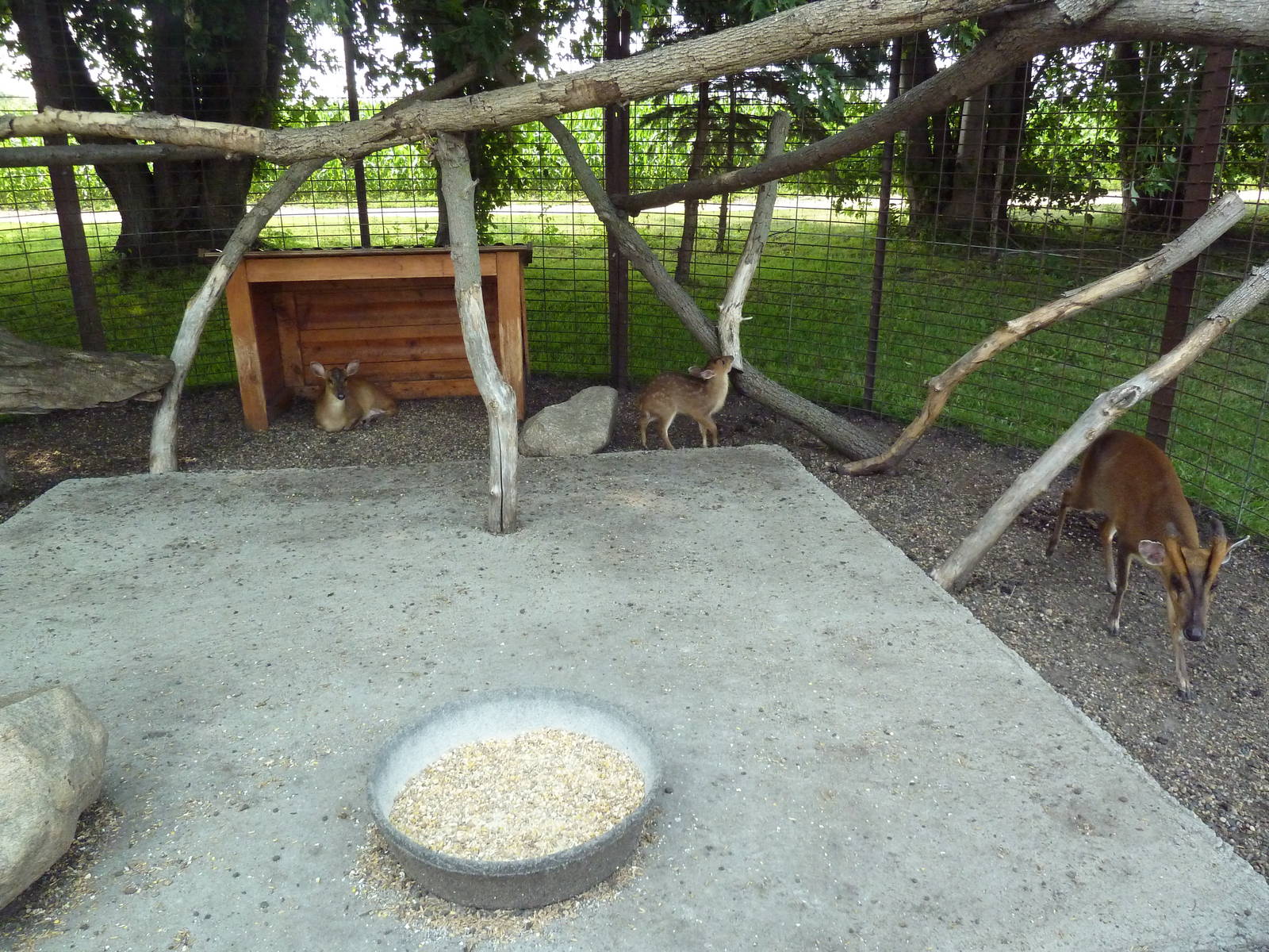 Reeve's Muntjac Exhibit