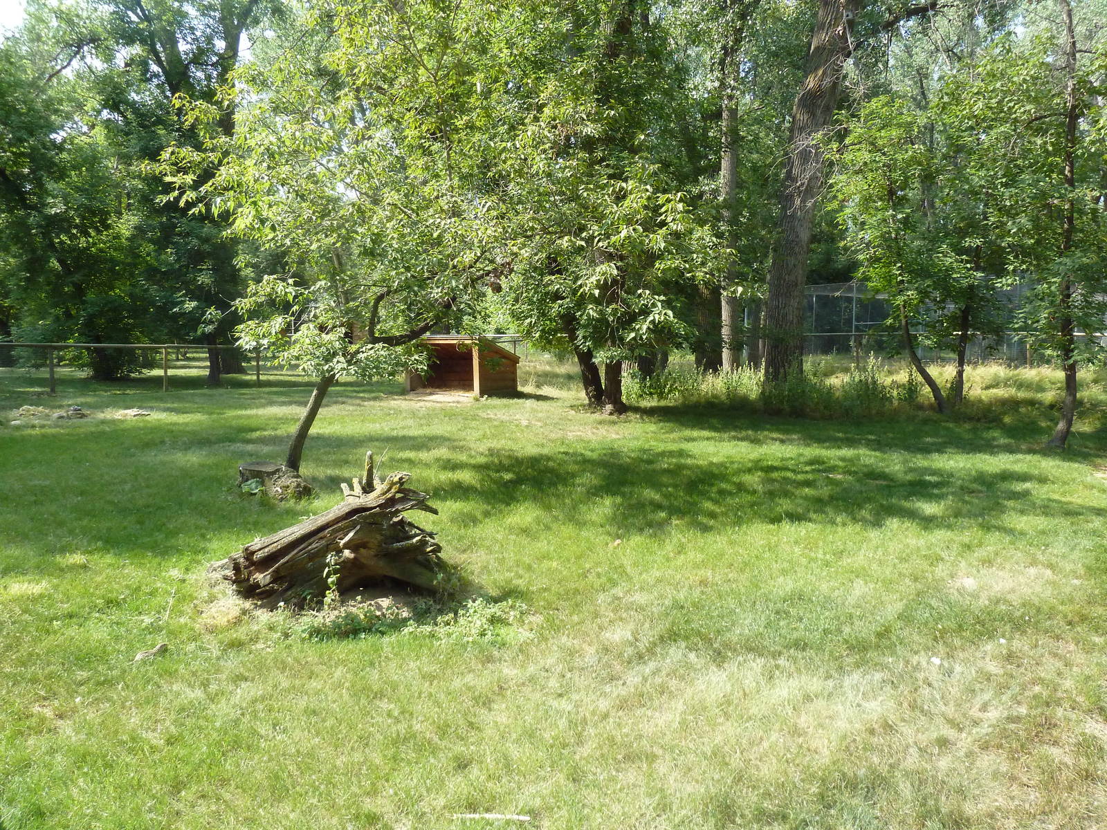Reeve's Muntjac Exhibit