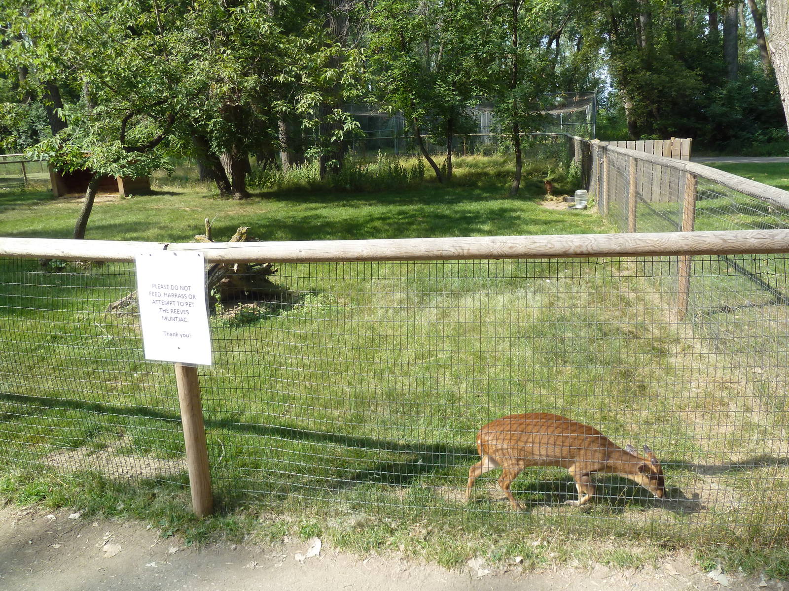 Reeve's Muntjac Exhibit