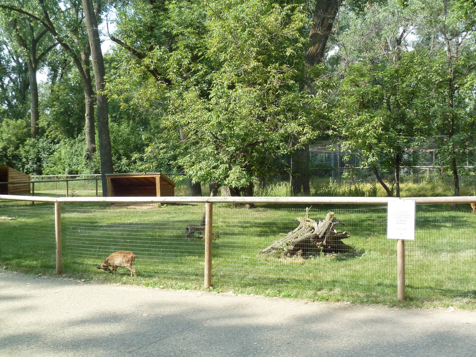Reeve's Muntjac Exhibit