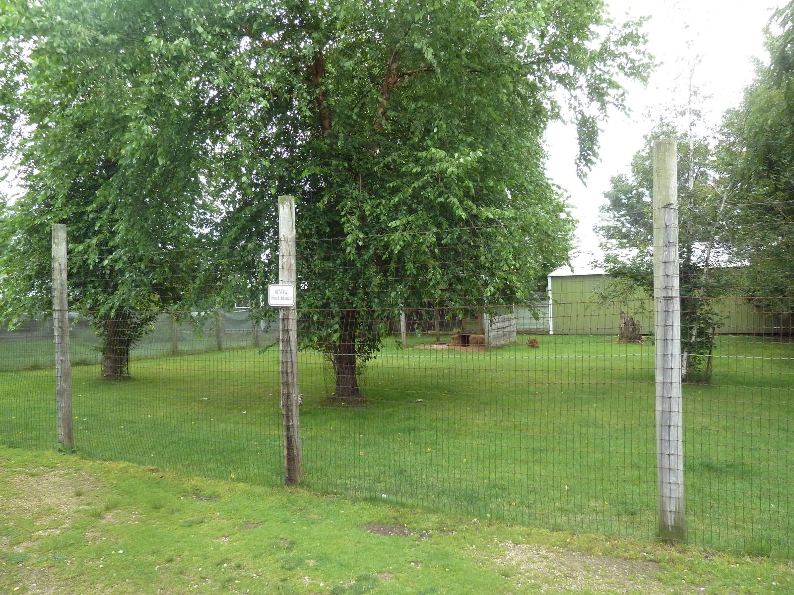 Reeve's Muntjac Exhibit