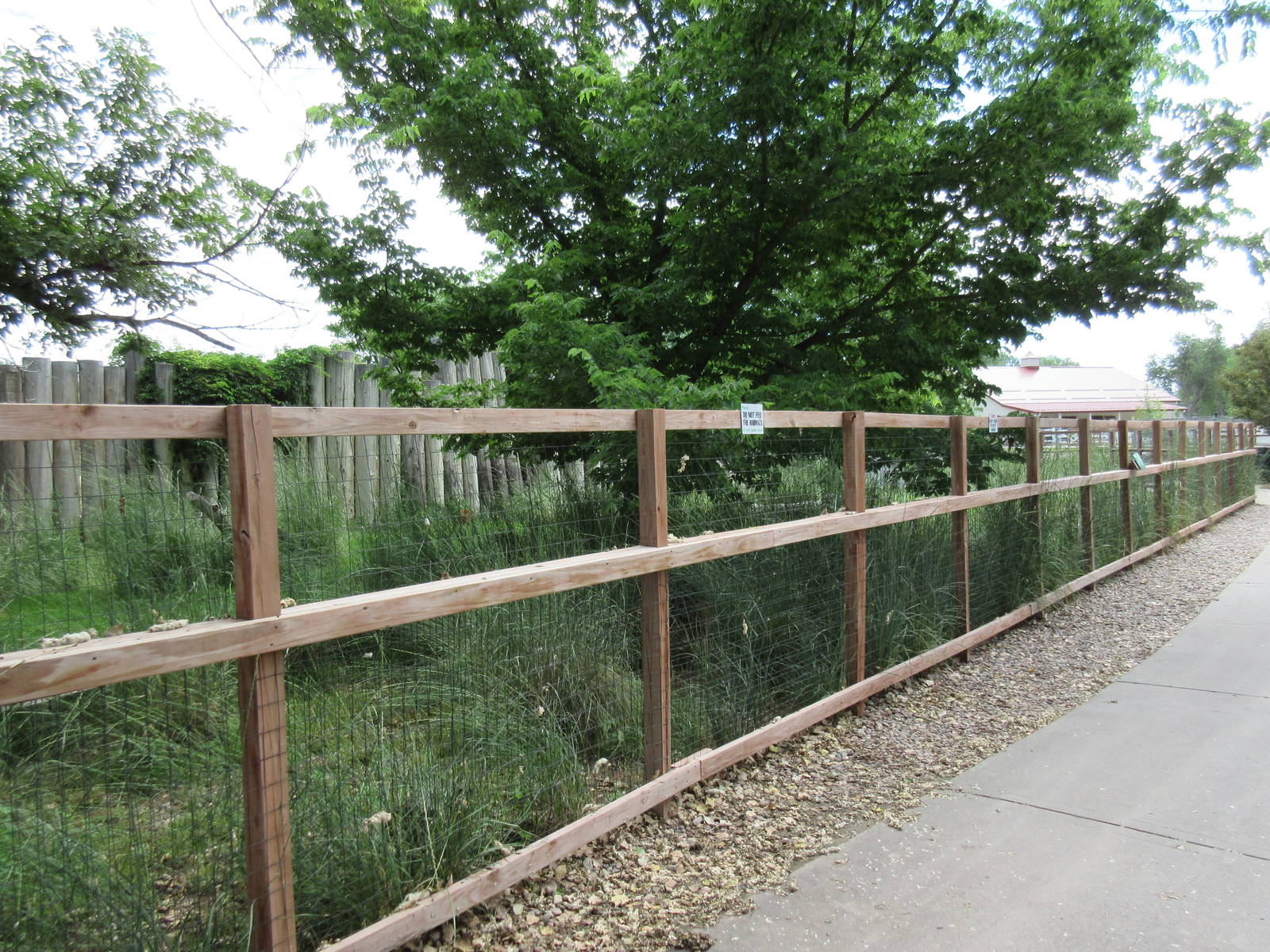 Reeves' Muntjac Exhibit