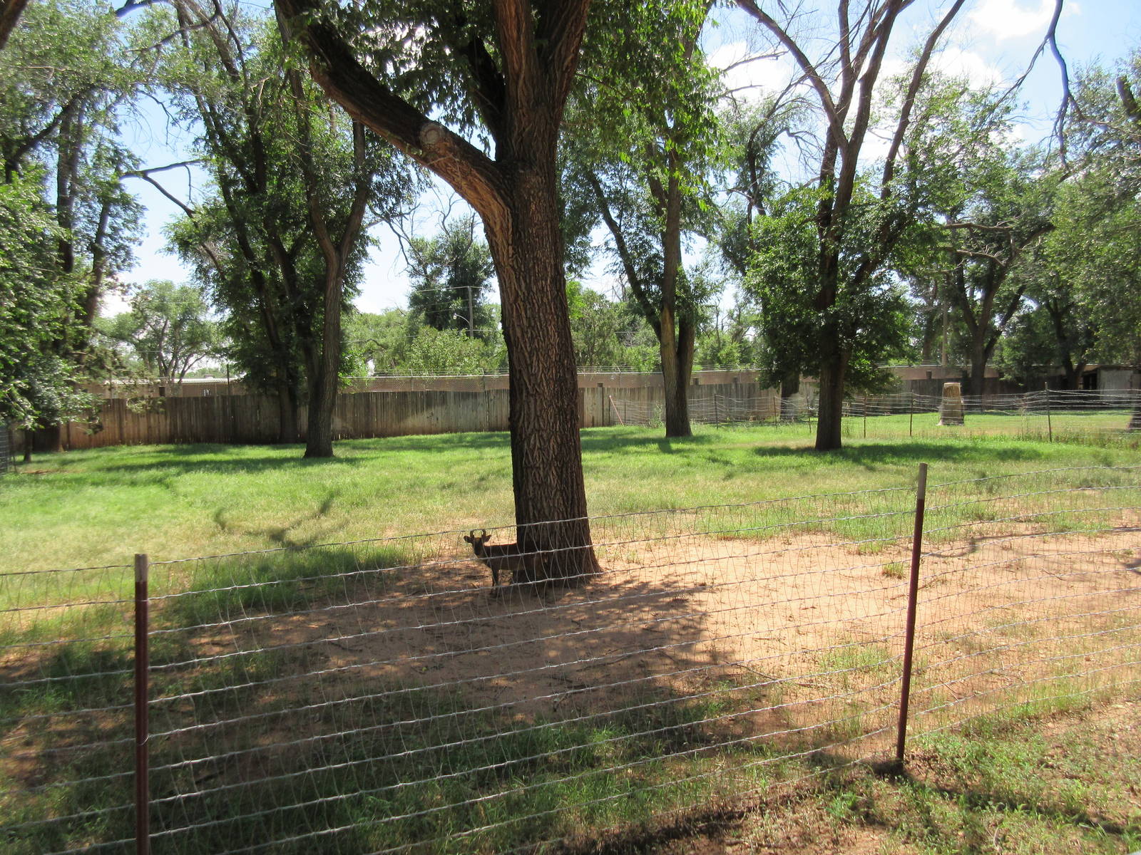 Reeve's Muntjac Exhibit