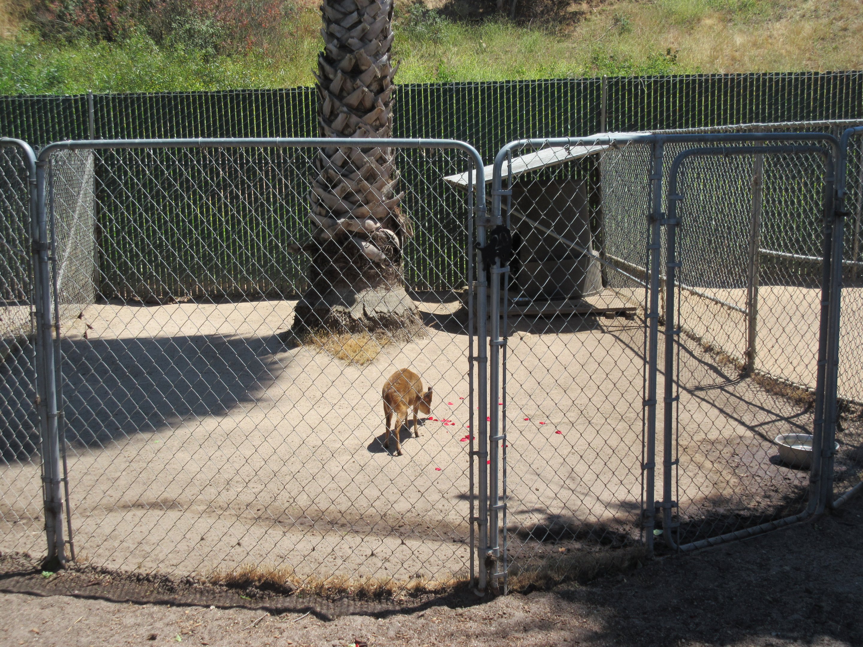Reeve's Muntjac Exhibit