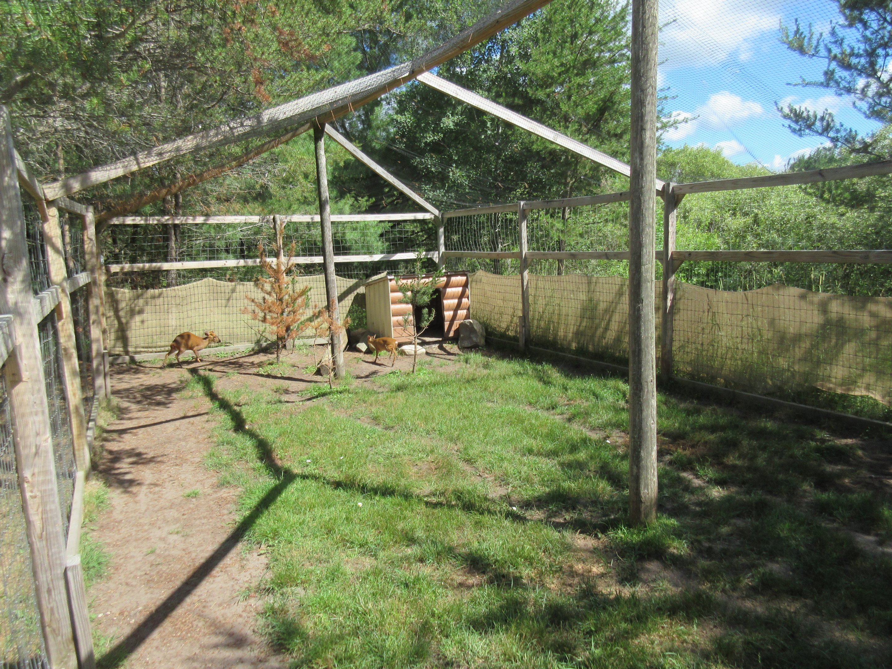 Reeves' Muntjac Exhibit