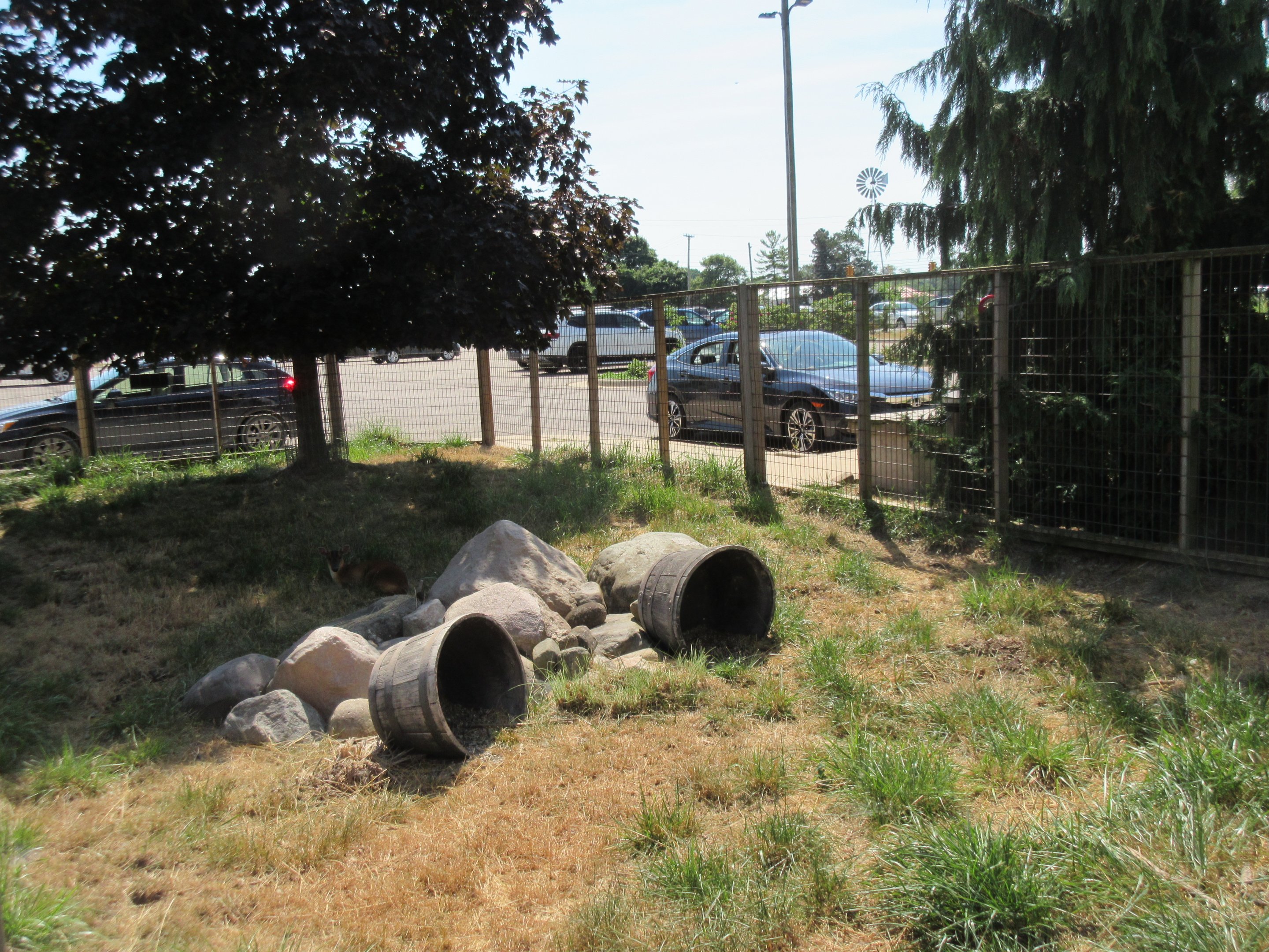 Reeves' Muntjac Exhibit