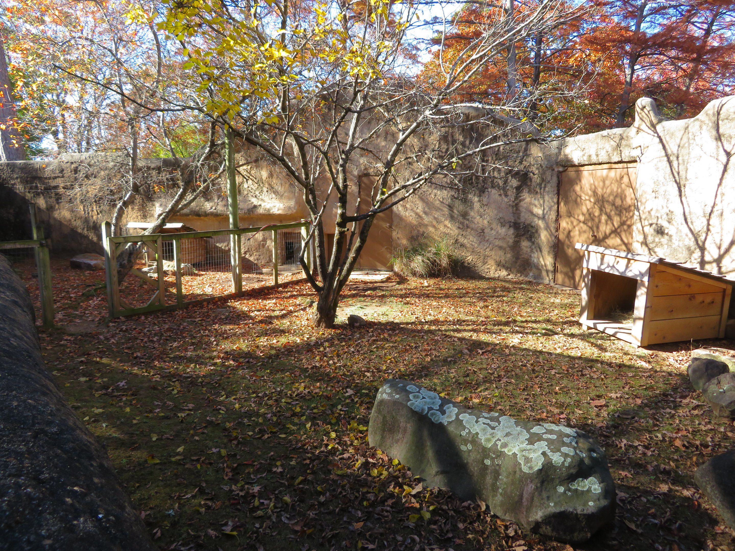 Reeves' Muntjac Exhibit