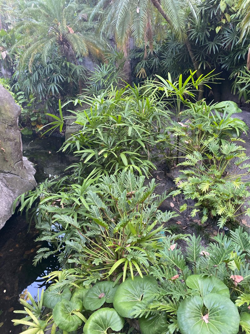 Reeve’s Muntjac Exhibit